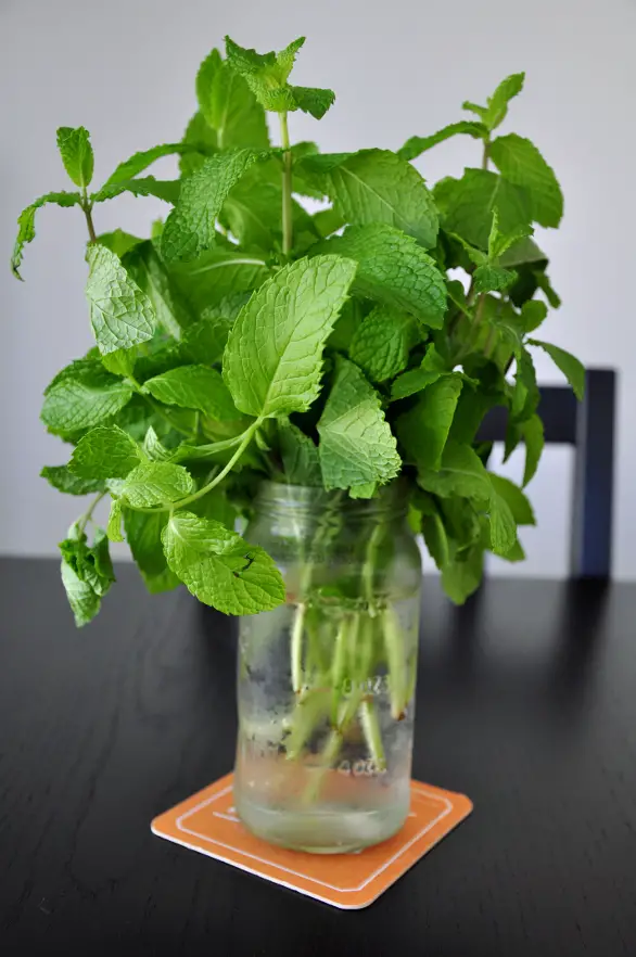 How to Store Fresh Mint