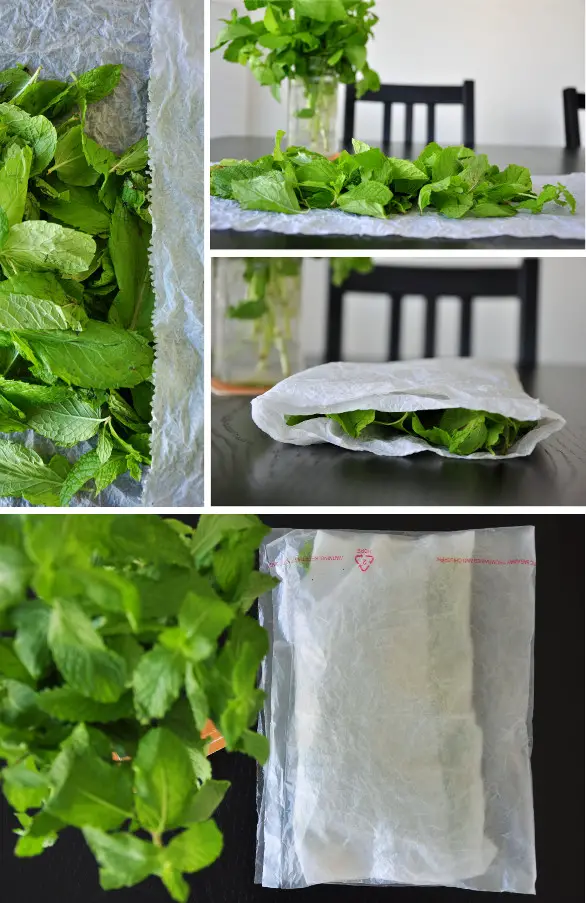 How To Store Fresh Mint Method 2- Wrap Mint Leaves with a Damp Paper Towel 