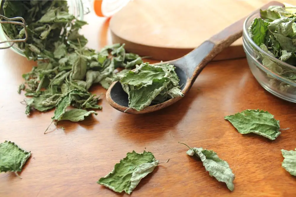 Air-dried mint leaves