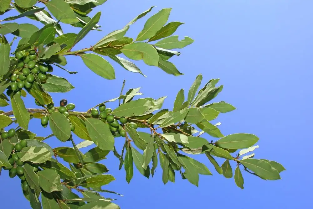California bay leaves on the tree