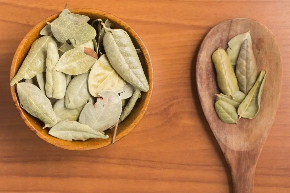 dried Boldo leaves in a wooden bowl and on a spoon