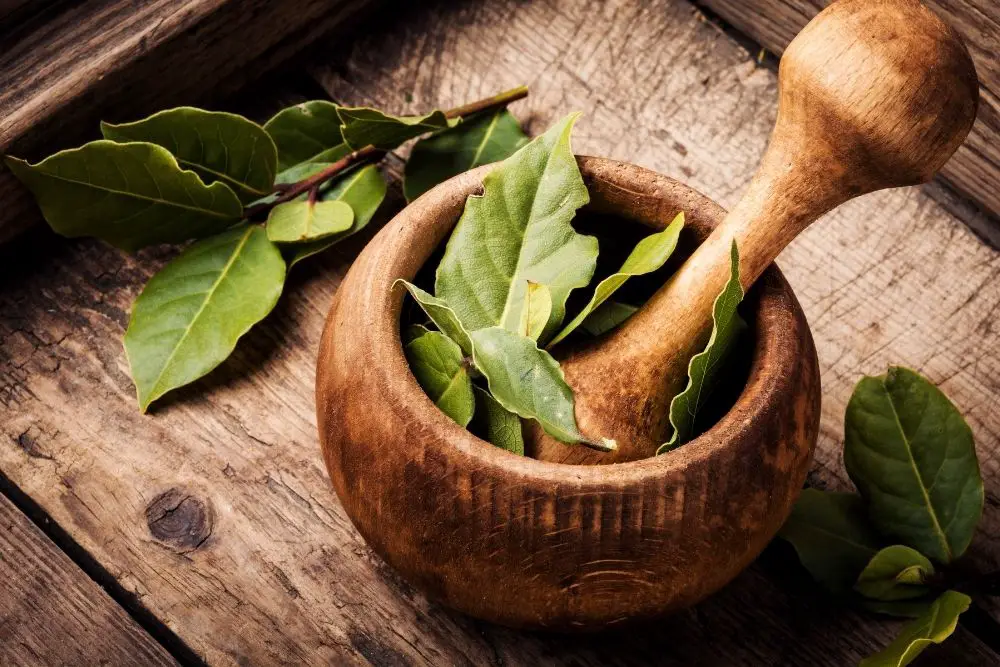 fresh bay leaves in a bowl