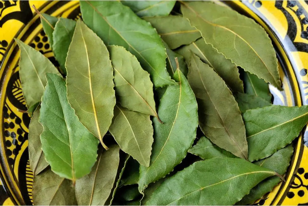 fresh bay leaves on a plate