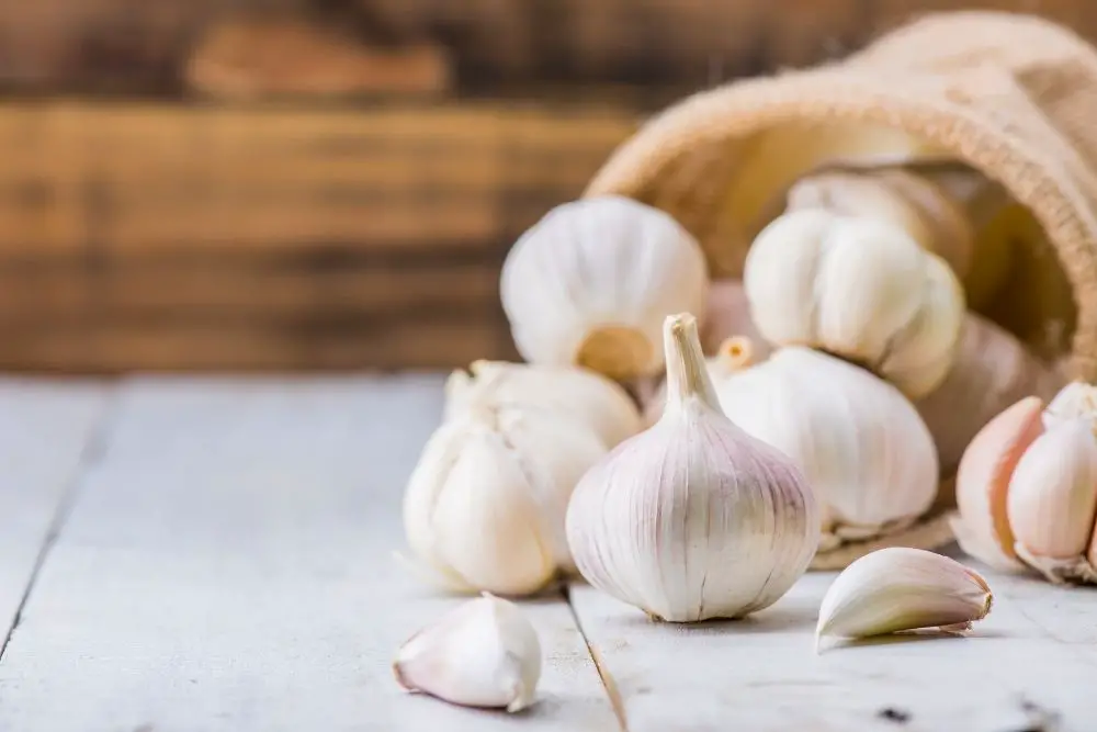 Fresh garlic bulbs