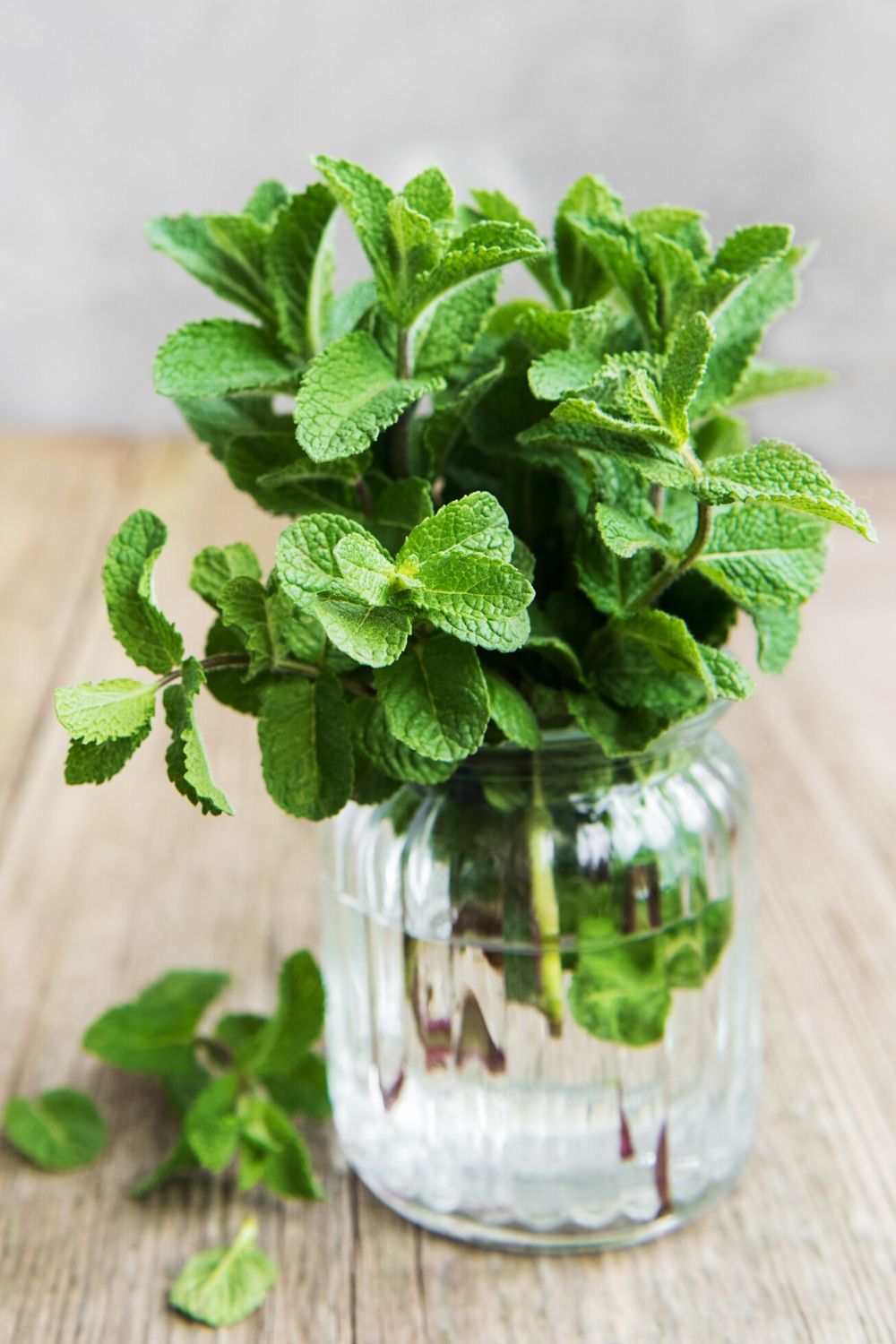 How to Store Fresh Mint Method 1-  Treat Mint Like Flowers