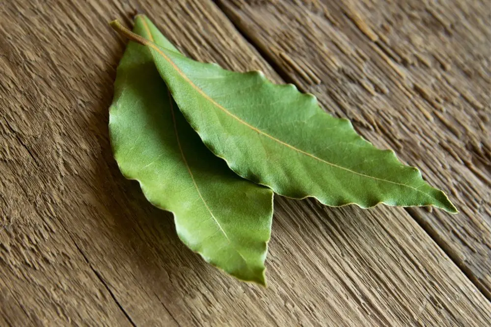 two fresh bay leaves