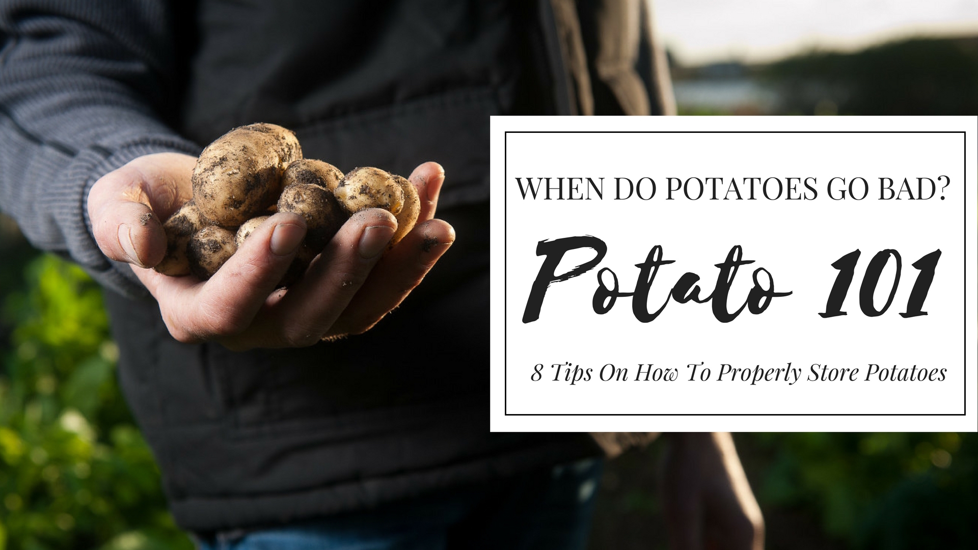 When Do Potatoes Go Bad Potato 101 StreetSmart Kitchen