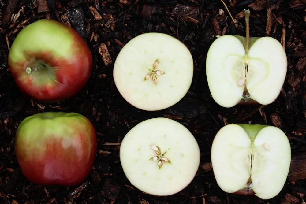 whole apples and cut apples - how to store them properly