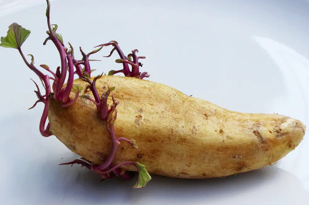 sprouting potato